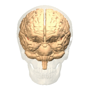 bild på på en roterande hjärna